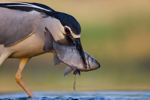Black-crowned night heron (Nycticorax nycticorax)