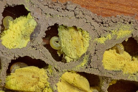 Red mason bee (Osmia bicornis)