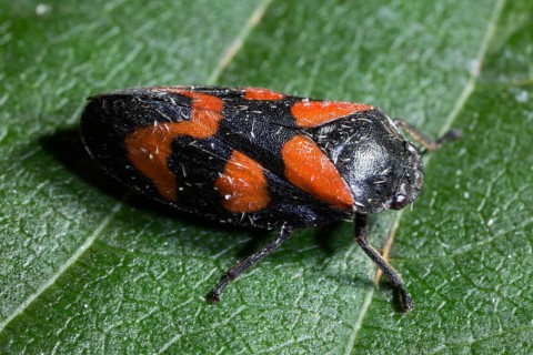 Black-and-red froghopper