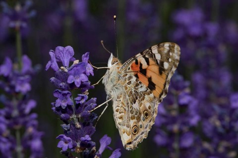 Painted lady (Vanessa cardui)