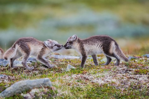 Arctic fox (Vulpes lagopus)