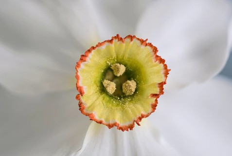 White narcissus