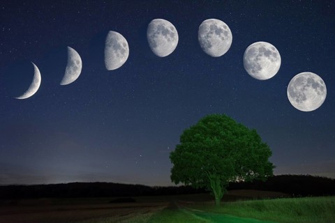 Lunar cycle with Oak (Quercus) waxing moon