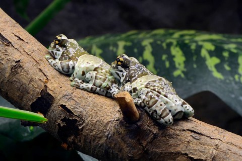 Mission golden-eyed tree frog (Phrynohyas resinifictrix) captive