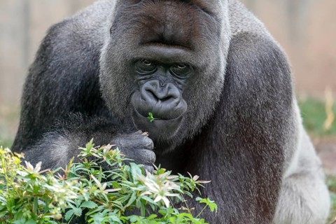 Western lowland gorilla (Gorilla gorilla)