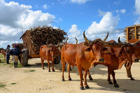 Oxcart
