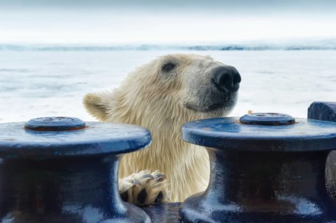 Polar bear (Ursus maritimus) trying to board the expedition ship