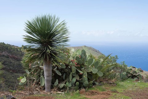 Canary Islands dragon tree (Dracaena draco) Las Tricias