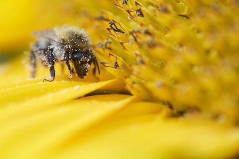 Shrill carder bee (Bombus sylvarum) on sunflower (Helianthus annuus)