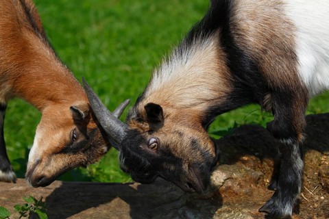 Dwarf goats