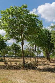 Apple trees (Malus)