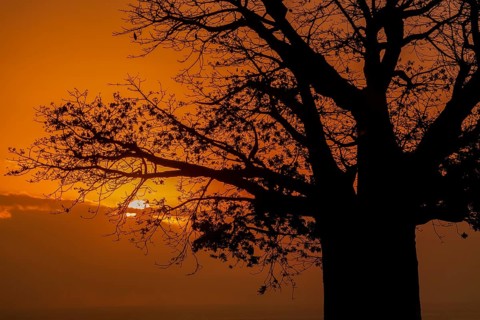 Silhouette of Baobab (Adansonia digitata) at sunset