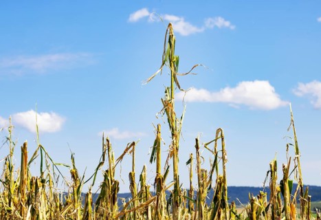 Maize (Zea mays) plants in a field with hail damage after a heavy storm