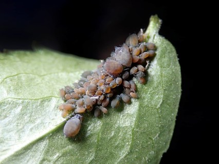 Elder aphids (Aphis sambuci)