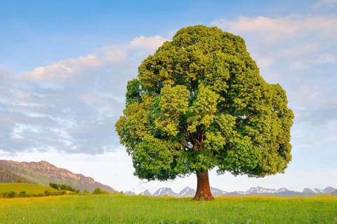 Solitary free-standing lime tree with green leaves in the evening light in front of the Churfirsten in Toggenburg
