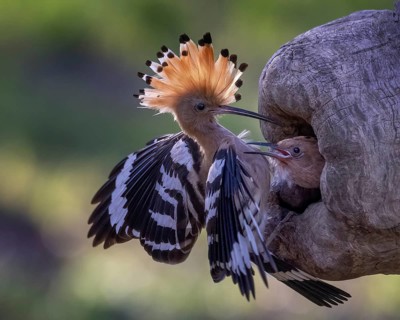 Hoopoe (Upupa epops) Old bird at the breeding hole