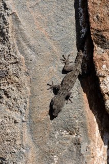 Tenerife gecko (Tarentola delalandii)