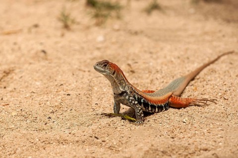 Common butterfly lizard (Leiolepis belliana)