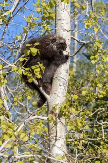 North American porcupine (Erethizon dorsatum)