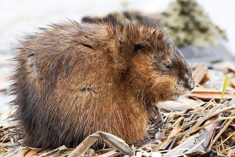 Muskrat (Ondatra zibethicus) dormant