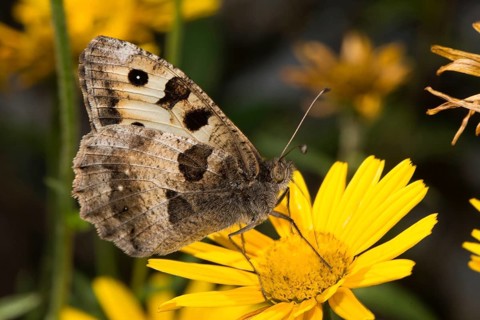 Hermit (Chazara briseis) butterfly