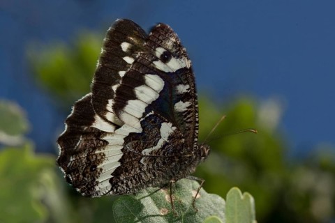 Large banded grayling (Aulocera circe)