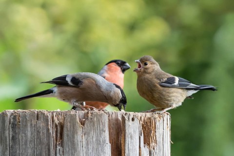 Eurasian bullfinch (Pyrrhula pyrrhula)