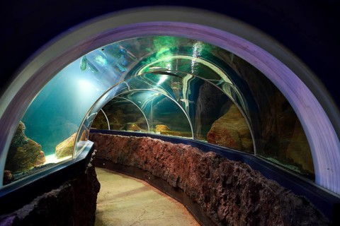 Fish tunnel in the Sylt Aquarium