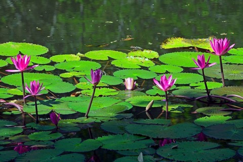 Lotus (Nelumbo) in their natural habitat