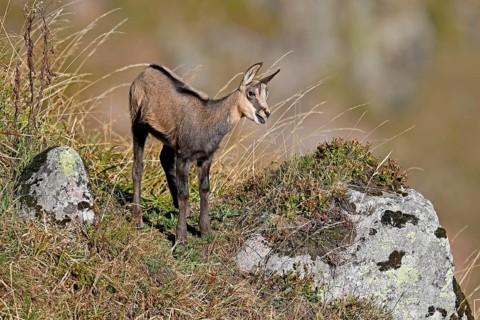 Chamois (Rupicapra rupicapra)