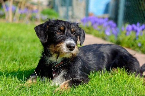 Mixed dog in the garden