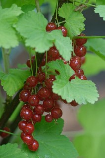 Fruits of the currant (Ribes rubrum)