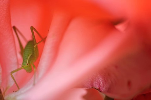 Speckled bush-cricket (Leptophyes punctatissima) in rose blossom (Rosa)