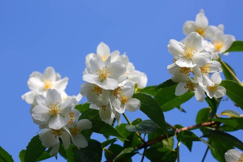 Sweet Mock orange (Philadelphus coronarius)