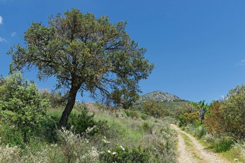 Holm Oak (Quercus ilex)