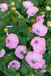 Cup mallow (Malva trimestris)