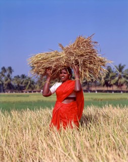 Woman holding a bunch of sheaves with rice on head and standing in a rice field