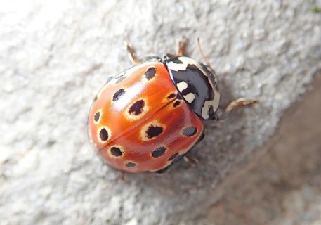 Eyed ladybug (Anatis ocellata)