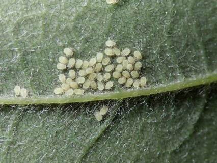 Sycamore aphid (Periphyllus)