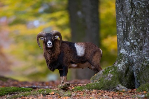 European mouflon (Ovis gmelini musimon)