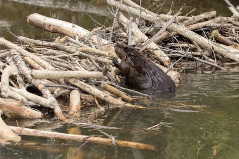 Canadian beaver