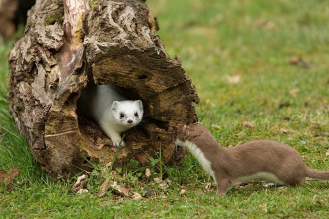 Stoats (Mustela erminea)