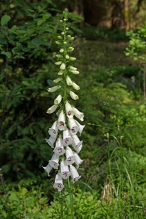 Yellow foxglove