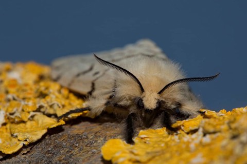 Gypsy moth (Lymantria dispar)