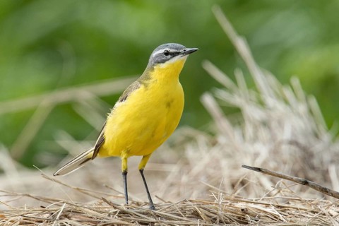 Western yellow wagtail (Motacilla flava)