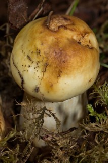 Stinking russula (Russula foetens)