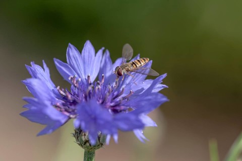 Marmalade hoverfly (Episyrphus balteatus) (Cyanus segetum) nature park Park Frau-Holle-Land
