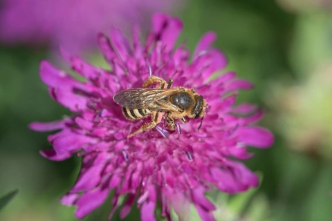 Sweat Bee (Halictus scabiosae) (Scabiosa) Scabiose
