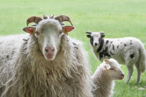 White horned pagan snakes with lamb