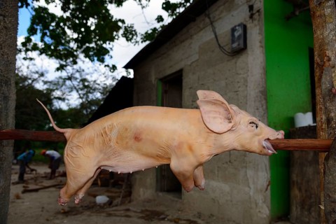 Suckling pig for Christmas